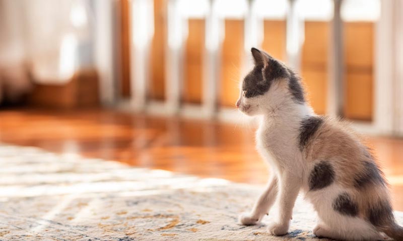 Cat in a area rug on hardwood floor